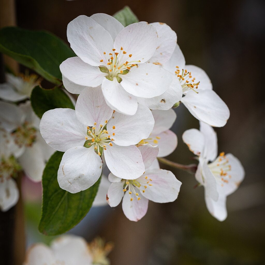 Malus ‘Butterball’ Crab Apple Tree 5038838003851 2